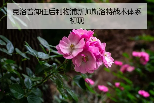 ke-luo-pu-xie-ren-hou-li-wu-pu-xin-shuai-si-luo-te-zhan-shu-ti-xi-chu-xian-3-275.jpg