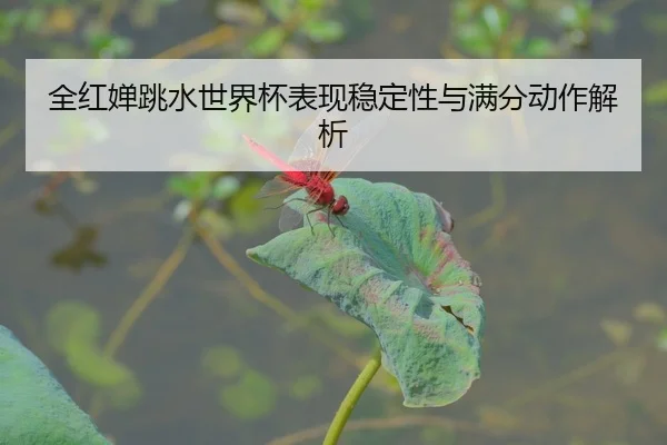 全红婵跳水世界杯表现稳定性与满分动作解析